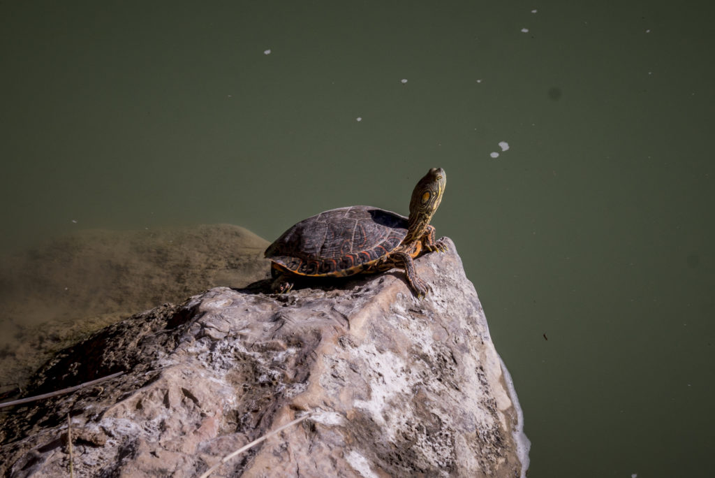 Turtle Basking in Boquillas Canyon