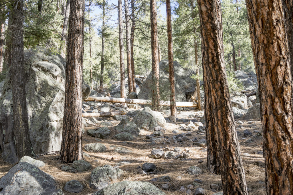 Santa Fe National Forest