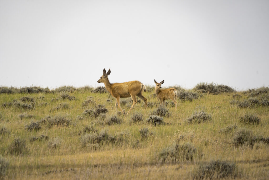 Deer on the Thunder Basin National Grassland