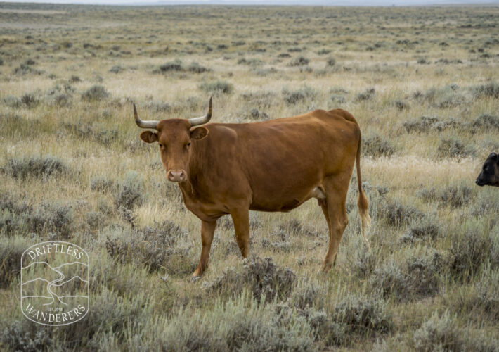 Cattle Grazing on the Thunder Basin National Grassland