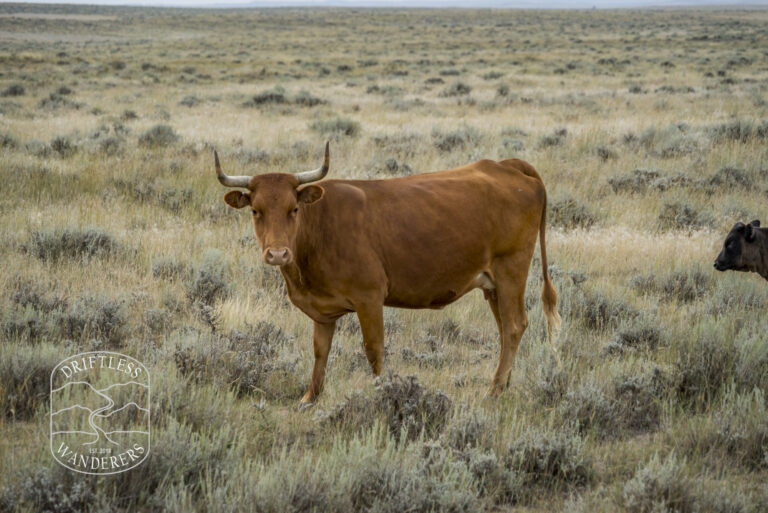 Cattle Grazing on the Thunder Basin National Grassland