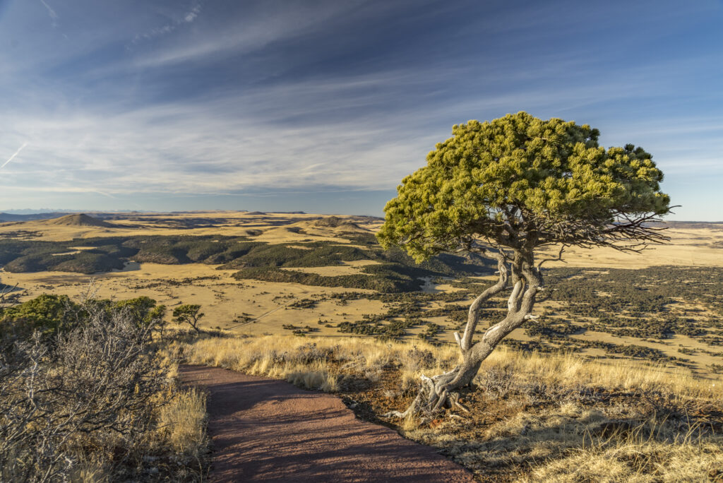 Piñon Pine on Capulin Volcano.